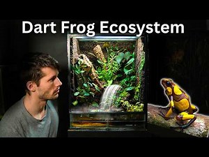 I Made a Terrarium For Dart Frogs With a Working Waterfall, Here's How!