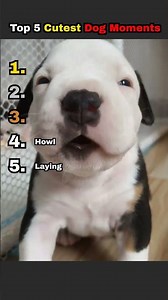 Top 5 cutest dog moments you need to see 🐶 #shorts #funny