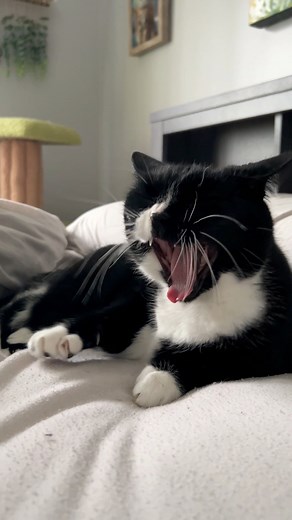 Has anyone seen a Pudding?! #cats #funnycats #catsoffacebook | The Oreo Cat