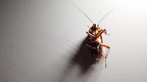 Established Shot Close Cockroach Lying Dying Stock Footage Video (100% Royalty-free) 1054402733 | Shutterstock