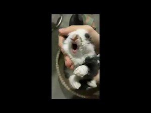 Screams of baby Rabbit