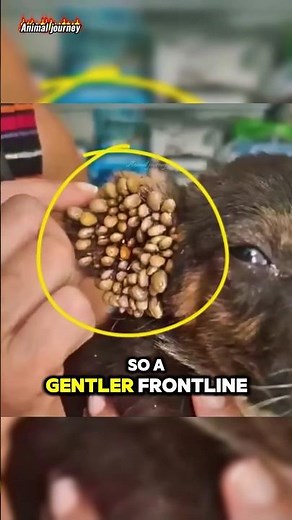 Rescued Puppy Covered in Ticks Fight For Life 🐾💔