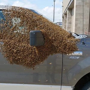 Thousands of bees swarmed on a pickup truck in the parking lot of a Saskatoon Costco. Beekeeper Van Sorensen came in to give the hive a new home. Read more: http://www.cbc.ca/1.5204781 | CBC News