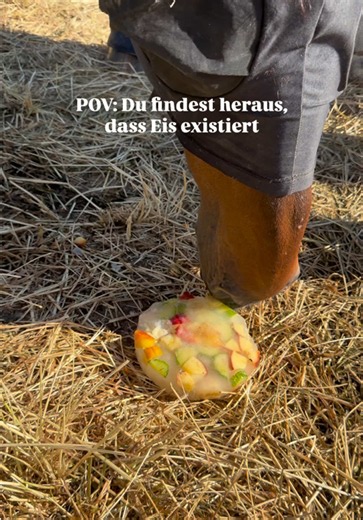 🍨😋 #pferde #pferdetraining #pferdevideos #horsetiktok