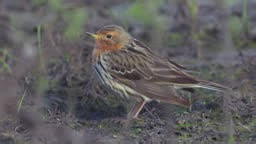Red-throated Pipit bird carefully walks in thickets of last year's...
