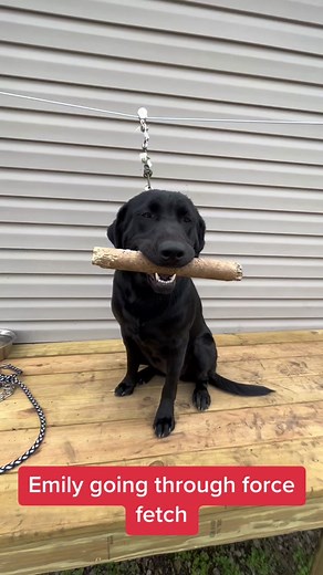 Emily is coming along great theough our force fetch program!!! #waterfowl #lab #retriever #retrievertraining #ducks #dogtraining #muddycreekretrievers #mallards #hunting #work #puppy #dogsoftiktok #gundog #dog #labpuppy #labradorretriever #labrador #fun #thunderequipment #kennel