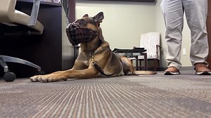 New body cam footage shows deputies save K-9 officer's life after shooting