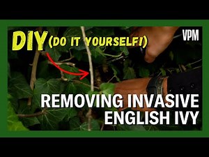 Tips for Removing Invasive English Ivy from your Garden!