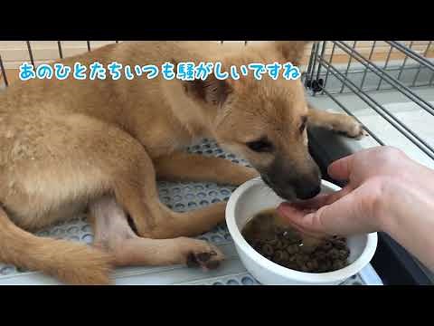 保護犬が心を開いてくれるまでの1週間の記録