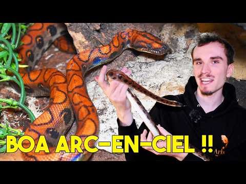 I ADOPT A DREAM SNAKE: A RAINBOW BOA!! (Epicrates cenchria)