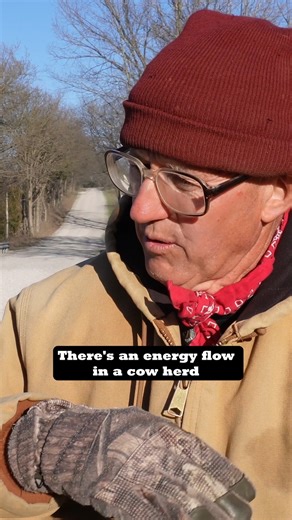 Carbon Cowboys on Instagram: "Whenever you work with nature, the benefits compound. We’ve known that herd impact - high density grazing - can activate the latent seed bank and revitalize dormant native grasses leading to better biodiversity and animal welfare. On a recent visit with @gtjudy4099, Peter learned one more - the impact of tugging action on grazed grasses. When cattle graze regeneratively, they naturally fertilize the ground with manure and urine, enrich the soil microbiome with their