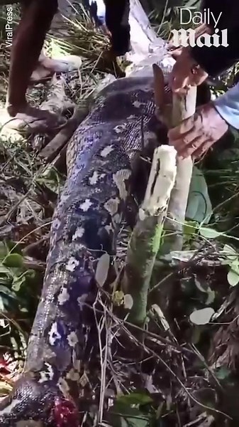 Horrifying moment python's bulging belly wriggles after swallowing grandmother