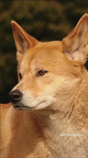 “Dingo Facts: Australia’s Wild Dog Story 🐾 Amazing Wildlife Short #geethadarshanfilms