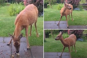 Springwatch viewers shut down presenters as they complain about lack of deer