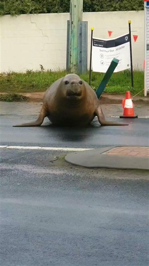 Neil’s knocked down everything in his corner the authorities are worried where he’s going next? 🦭⚠️