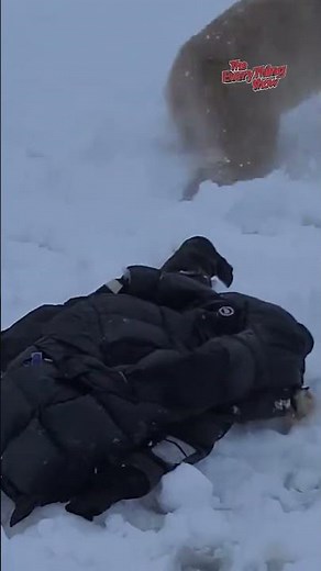 🐻 Bear Encounters: Thrilling Charges Caught on Camera!