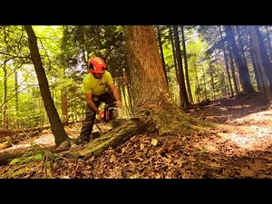 Cutting trees in the woods: The art of timber harvesting