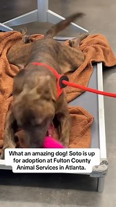 Soto was abandoned and ended up in a shelter. He was tentative to begin with but my VSA students started working with him and their care and kindness helped him open up. This is what we do at VSA - these are the trainers of the future. When you show a dog love, you get it back tenfold. Soto is up for adoption @fultonanimalservices #dogtraining #victoriastilwellacademy #victoriastilwellpositively #dogs #vspdt #victoriastilwell #dog | Victoria Stilwell