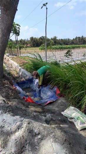 How village farmers cultivate plantation land -Agriculture farming #shorts