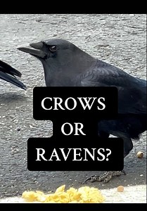 Crows or Ravens? Here's How to Tell the Difference!