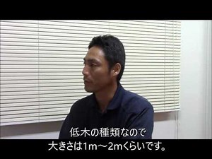 アベリアの特徴と剪定のポイント 加須市・久喜市・幸手市の植木屋
