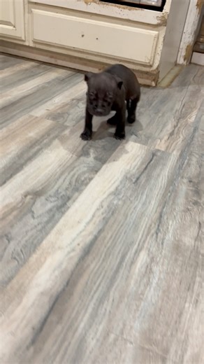 The most adorable strut I’ve ever seen 😂❤️🥰 #reels #love #dog | I am the HULK