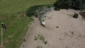 Aerial view of sea cow Holstein Friesian walking over beach next to floating farm breed of dairy cattle that originated in the Dutch provinces of North Holland and Friesland 4k high resolution