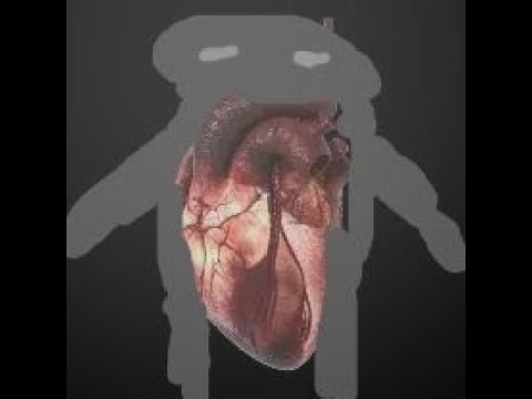 The cardiovascular system (school project)