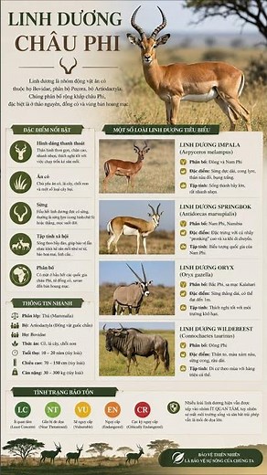 African Antelope: The Graceful Warriors of the Wild