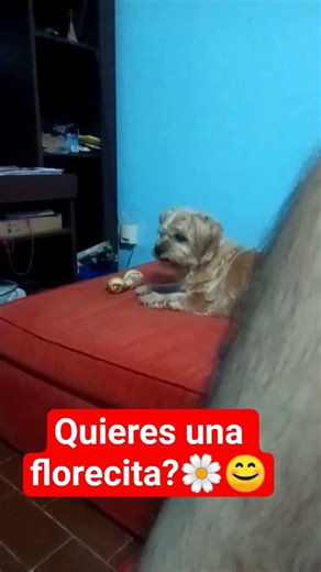 Want a little flower 🌼😊? #dogs #funnypuppies #happydogs #pets #viralvideo #viralshort