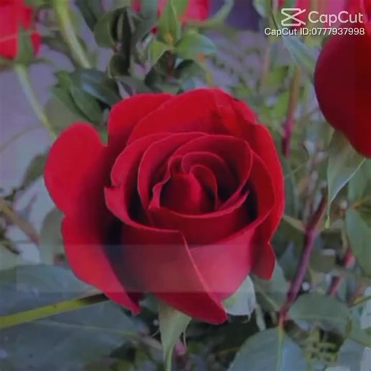 SML (@smlsarkar7)’s videos with original sound - SML