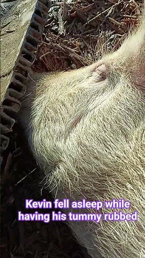 Ever wondered what a snoring pig sounds like? #farming #snoring pig #pig #permaculture