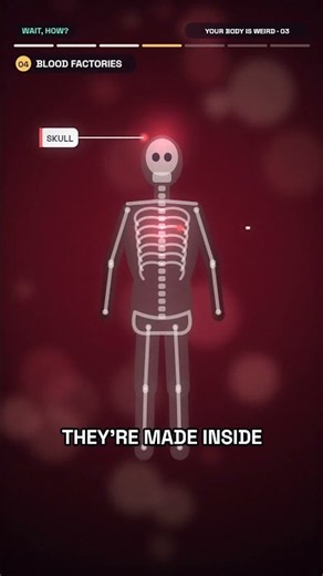 You Make 2 Million Blood Cells Every Second 🩸