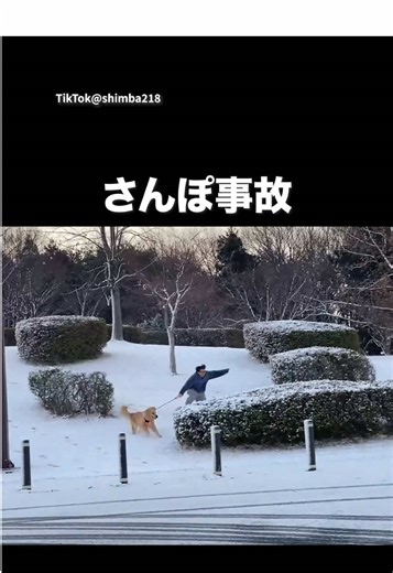 ゴールデンレトリバーの魅力と愛情