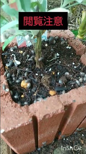 昨日植えたばかりのホワイトセージがどうしてこんな事に?! ダンゴムシ大量発生