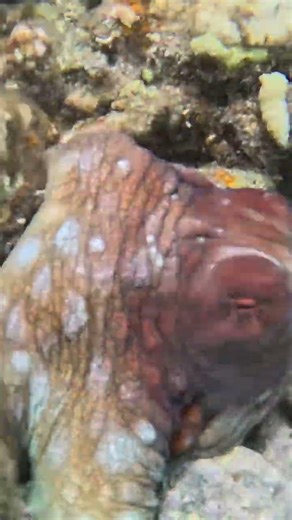 Octopus Changes Colors Without Moving 🐙🎨🌊