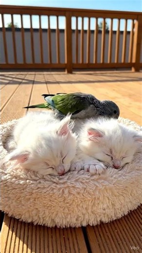 A baby parrot approaches a kitten taking a sweet nap