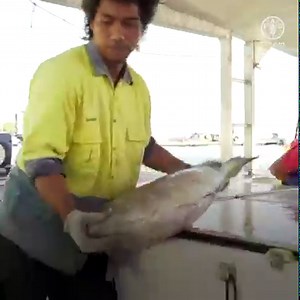 2.1K views · 145 reactions | Small-scale fishers, fishworkers & fishfarmers in Small Island Developing States depend on fishing for their livelihood. But they face many challenges. ️What FAO does to improve fish value chains in #SIDS & secure a sustainable future for coastal communities  #IYAFA2022 | Food and Agriculture Organization of the United Nations (FAO) | Facebook