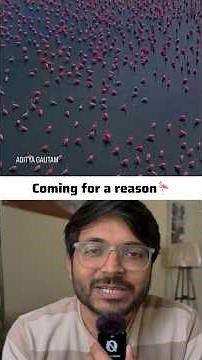 Revival Migration of Flamingos at Sambhar lake Rajasthan #shortsfeed #rajasthan