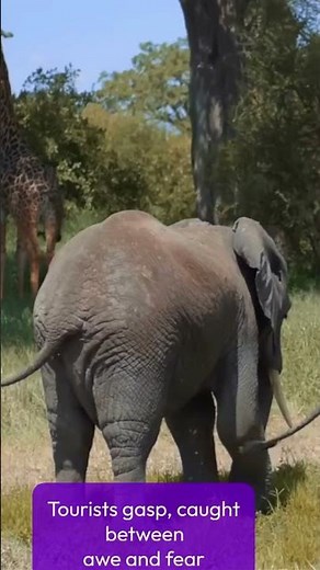 When a Bull Elephant Loses Patience | Safari Guide’s Scariest Mome#Elephant #safari