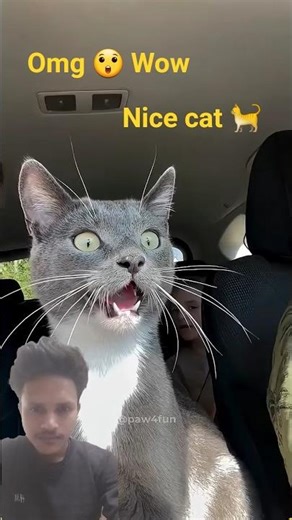 Cats vs Humans 🤣🤣 #funny #catvideos #catshorts #cat 1