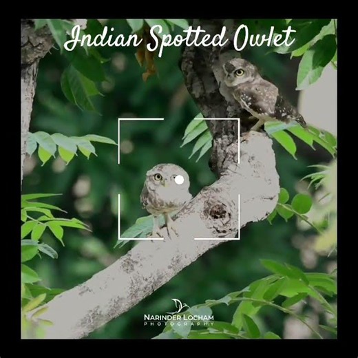A beautiful moment with the Indian Spotted Owlet family. 🦉 #owl #forestowlet