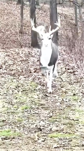 The Art of Traditional Hunting: Precision and Skill 🏹#Wildlife #Nature #Survival #AncientSkills #sot