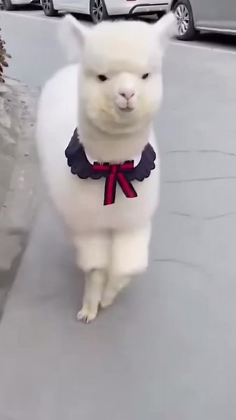 Adorable Camel Moments That Melt Your Heart