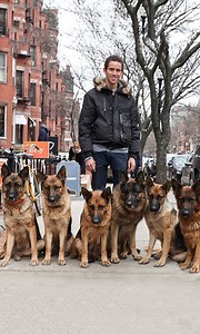 25M views · 174K reactions | This dog whisperer can walk an entire pack of Germn Shepherds without a leash | Dog Dynasty | Facebook