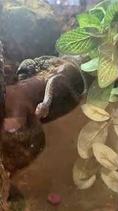 Meet Grint the Spotted Python | Radical Reptile Fun #spottedpython #python #snakes #smallsnakes