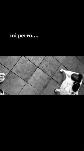 #perros #muñecosendemoniados #espiritus #parati #fyp #viral