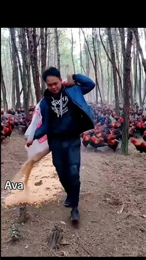 Innovative Techniques for Modern Chicken Farming