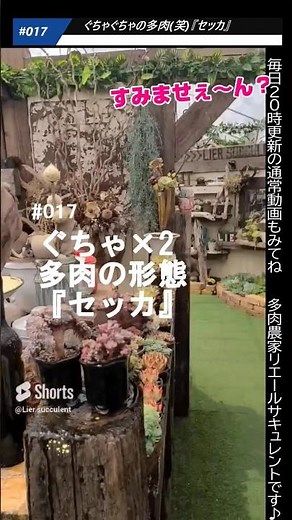 #017 [Succulents] Messy succulents (lol) "Sekka" #shorts
