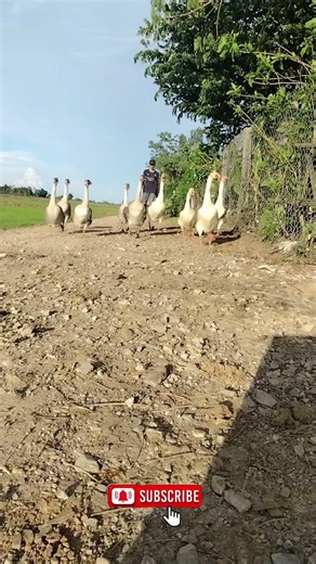 Hungry Geese Come Running for Food 🦢🌾😂